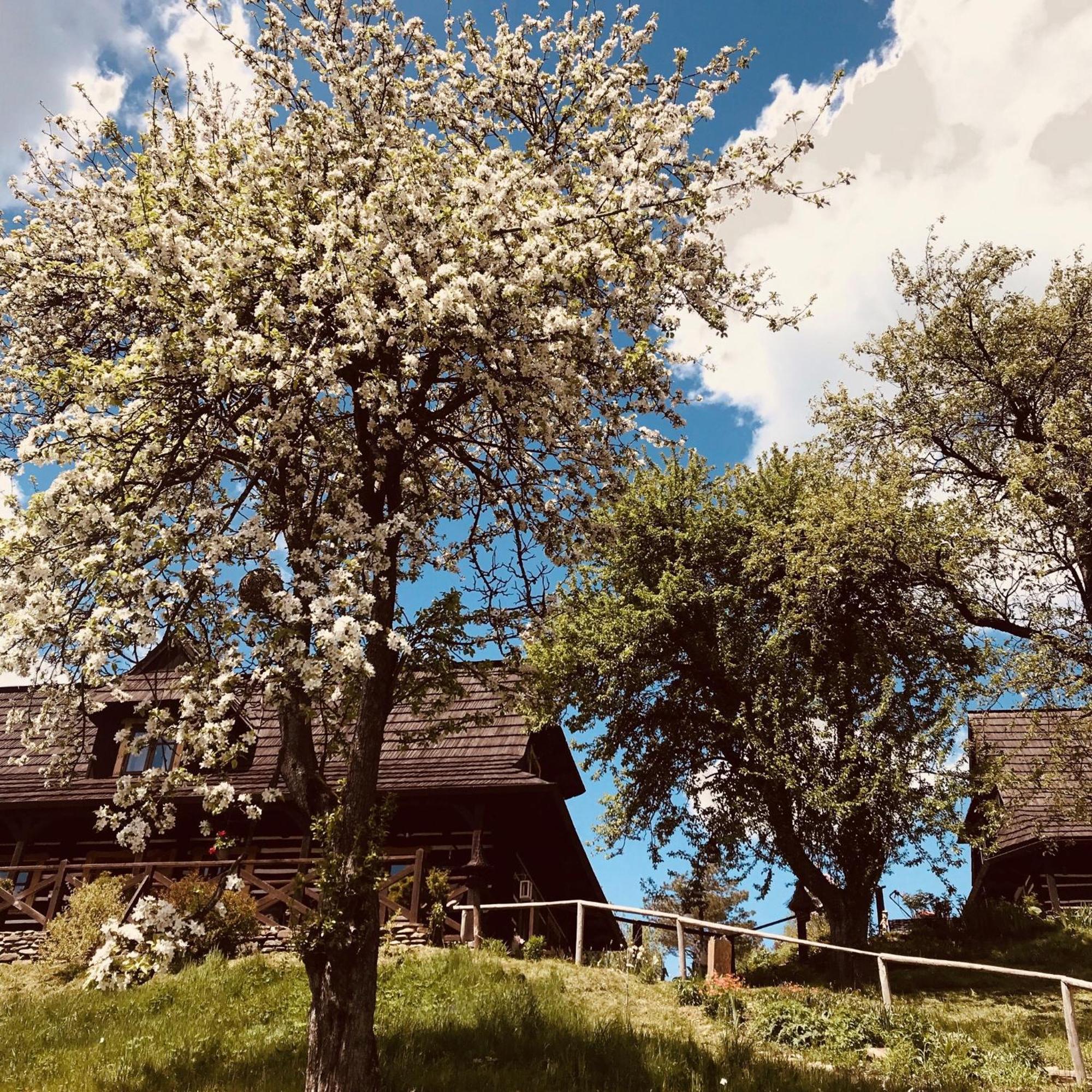 Maciejewka Villa Zahoczewie Exteriör bild